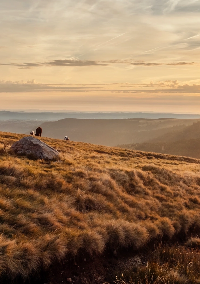 bannière Le GR® 465 - Des monts du Cantal à la vallée du Lot